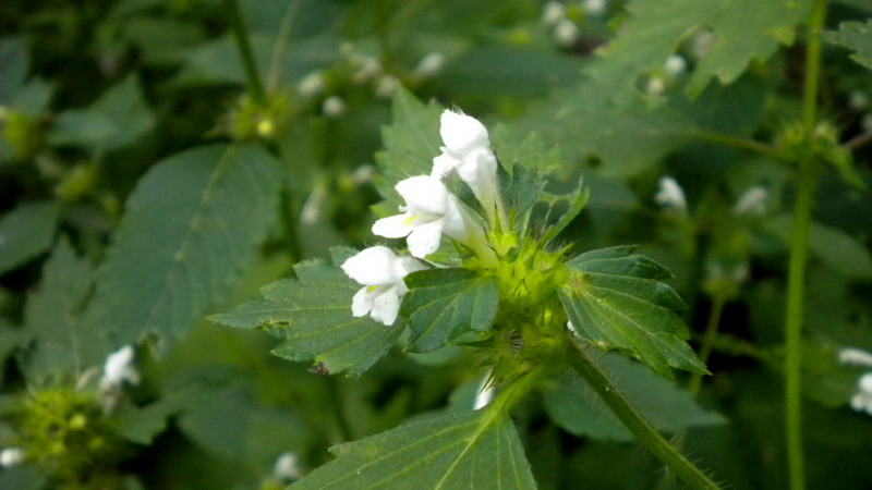 Labiata - Galeopsis cfr.speciosa